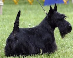 About Dog Scottish Terrier: Training Your Scottish Terrier to Listen to You