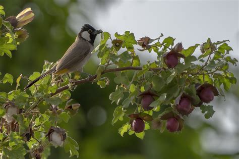 Bird Bulbul Ornithology - Free photo on Pixabay - Pixabay