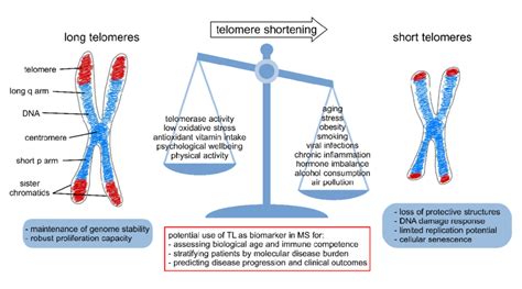 Factors Contributing To Accelerated Telomere Shortening A Metaphase