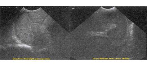 B W Ultrasound In Pregnancy Diagnosis In Sheep