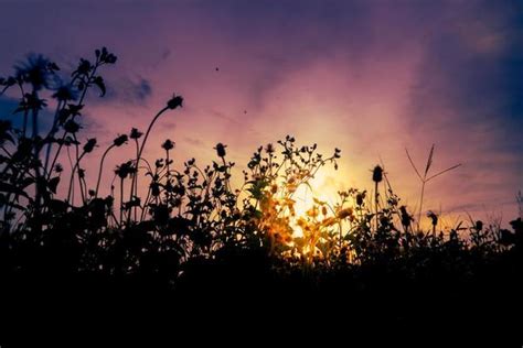 Flower Field Silhouette Stock Photos Images And Backgrounds For Free