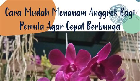 Cara Mudah Menanam Anggrek Bagi Pemula Agar Cepat Berbunga Jejak Pena