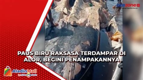 Paus Biru Raksasa Terdampar Di Alor Begini Penampakannya Video