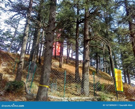 indian pine trees stock image image  indiabeautiful