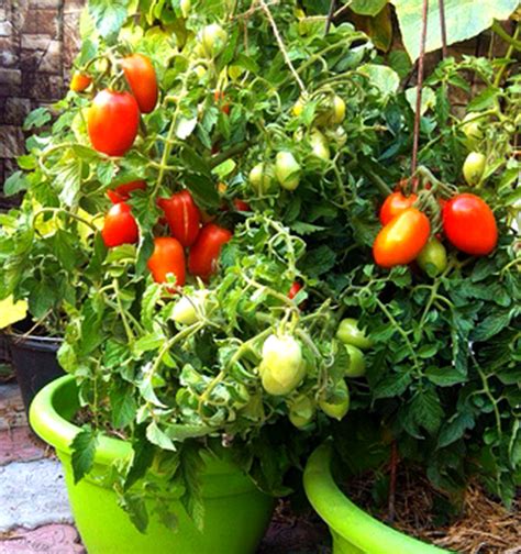 Томат Лель: описание сорта, отзывы, фото | tomatland.ru