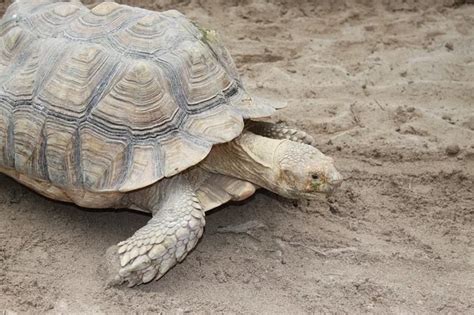 TORTUGAS TERRESTRES Características Especies Hábitat Amenazas