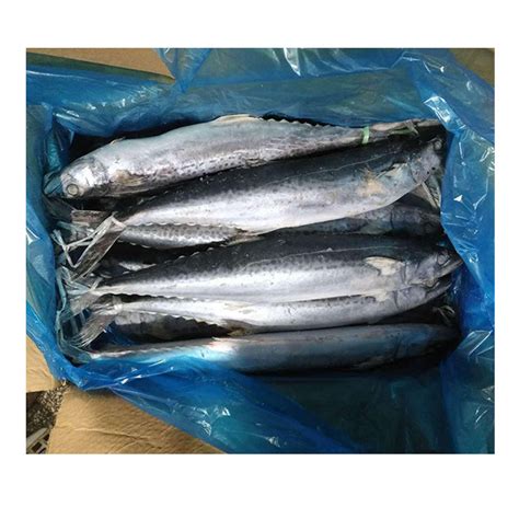 Ikan Tenggiri Spanish Mackerel China Price Supplier Food