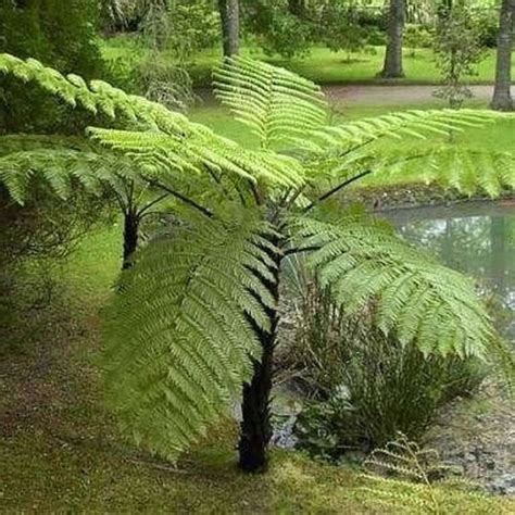 Cyathea Australis ‘rough Tree Fern 500x Spores Shade Plants Tree