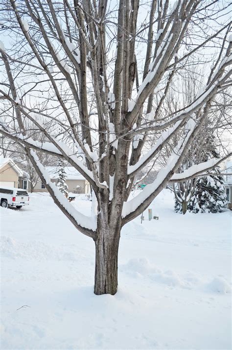 DSC 5173 A Maple Tree In Winter A Maple In Winter Nierenj Flickr