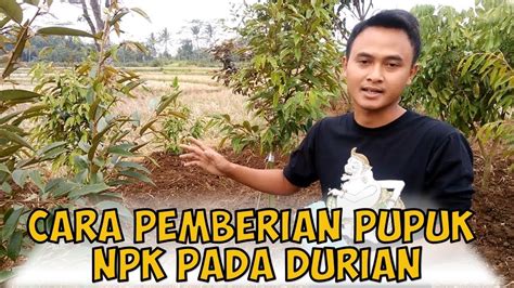 Cara Pemberian Pupuk Npk Pada Tanaman Durian Youtube