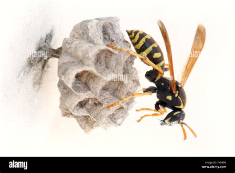 Young female European paper wasp queen, Polistes dominula, on her newly built nest in Crete ...