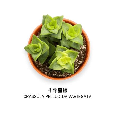 Crassula Pellucida Variegata 十字星锦 Succulent Cactus Malaysia