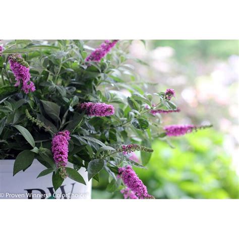 Proven Winners Pink Lo And Behold Pink Micro Chip Butterfly Bush