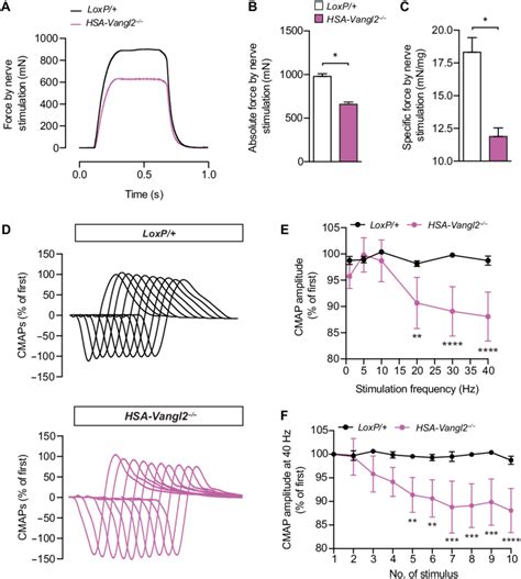 Reduced Nerve Evoked Tetanic Force And Cmap In The Ta Muscle Of Adult