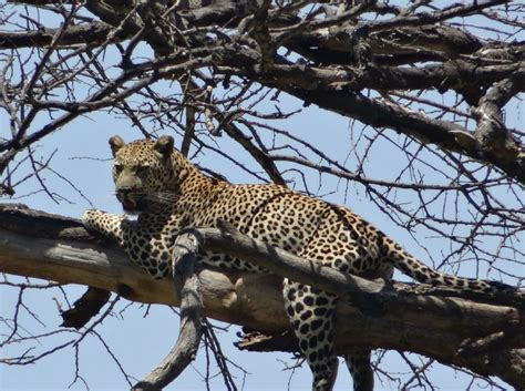 To Leopard Drag Prey Tree