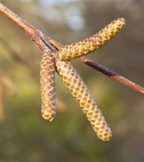 Silver Birch Catkins Betula Pendula These Catkins Have N Flickr