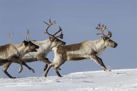 11 Things You Might Not Know About Reindeer Animals Reindeer Facts