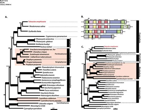 Phylogenetic Tree Of The Cryptophyte Plastids A Raxml Phylogeny