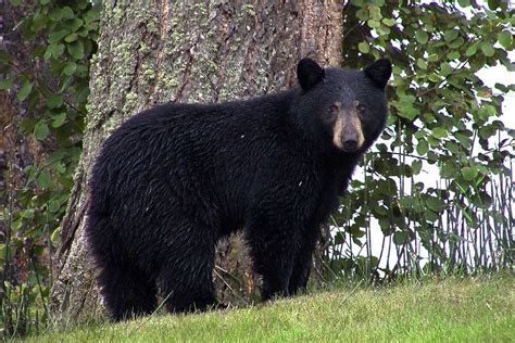 When Can You See Black Bears In The Smoky Mountains National Parks Etc