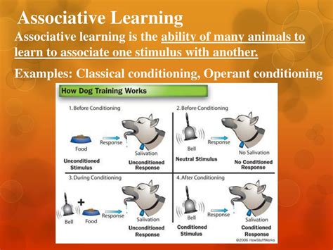 Ppt Behavioral Ecology Powerpoint Presentation Free Download Id 2267077