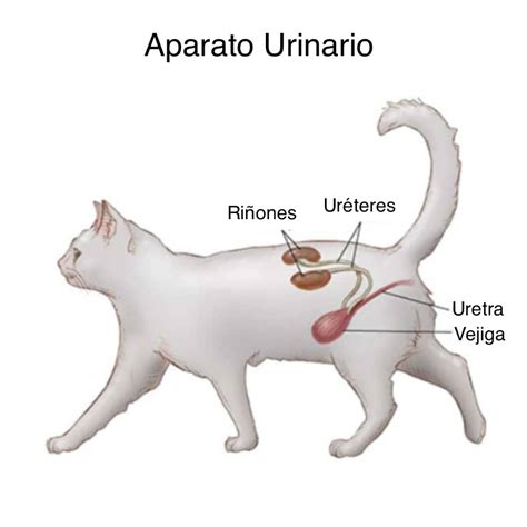 Aparato Reproductor De Un Gato