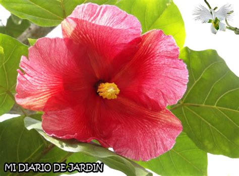 La Maga Flor Nacional De Puerto Rico Mi Diario De Jardin