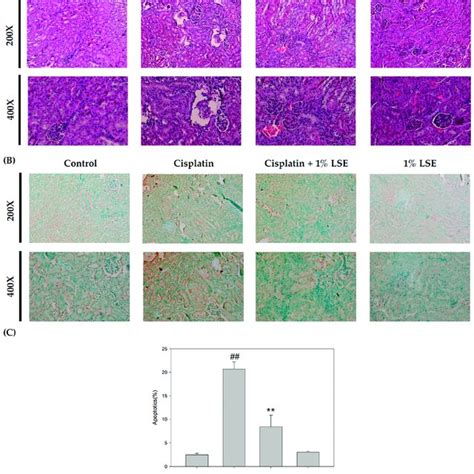 Effects Of LSE On Kidney Histopathology And Apoptosis In Nude Mice