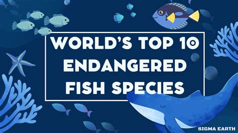 World’s Top 10 Endangered Fish Species - Sigma Earth