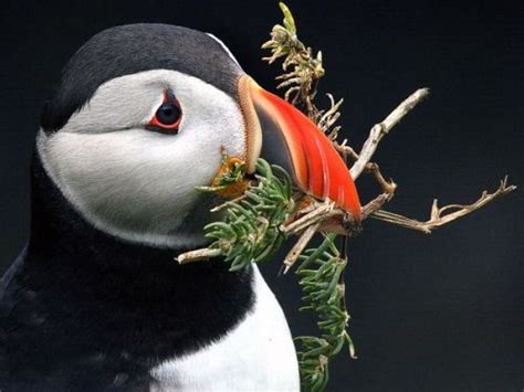 10 Interesting Puffin Facts | My Interesting Facts