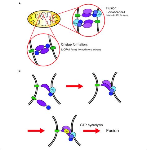 Schematic Model Of Mitochondrial Inner Membrane Fusion A Gtp Download Scientific Diagram