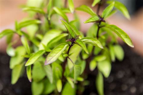 How To Grow Thai Basil In Your Herb Garden