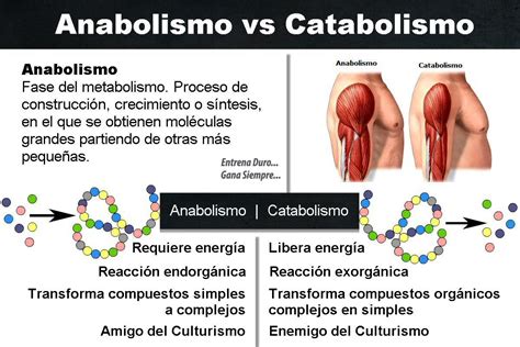 Fitness Viral Kelly: Catabolismo