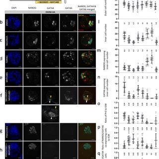 Functional Interplay Between Mtor And P Mapk During Blastocyst