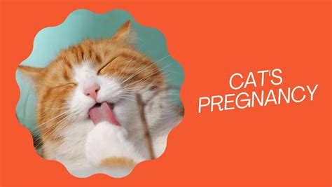 How Long Does A Cat Stay Pregnant Cats Pregnancy