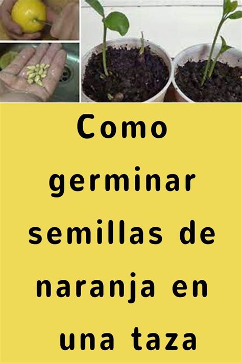 Como Germinar Semillas De Naranja En Una Taza Germinados Germinar