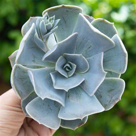 Echeveria Lilacina Ultra Rare For Sale By Succy Crafts Small Plants