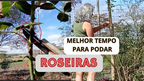 QUANDO E COMO PODAR ROSEIRAS O Tempo E A Forma De Podar YouTube