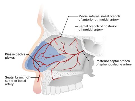 Nariz Y Cavidad Nasal Anatom A Concise Medical Knowledge