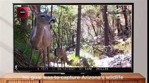 Extremely Rare Wild Jaguar Spotted In Arizona Video Dailymotion