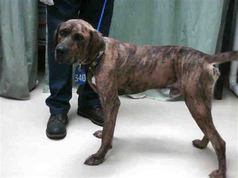 Brown Brindle Pit Bull Mix Male Plott Hound Claimed Th Flickr