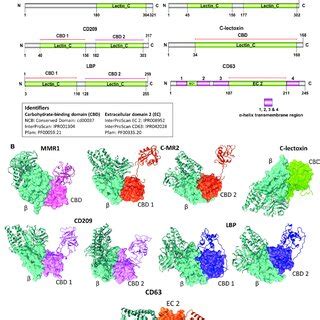 Domain Based Protein Protein Interaction Ppi In Silico Analysis Of