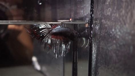 Black Copper Red Fire Crowntail Cthm Betta B Youtube