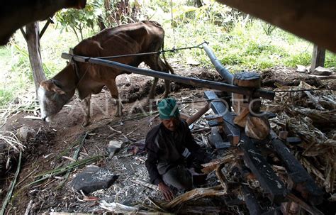 Industri Gula Tebu Antara Foto