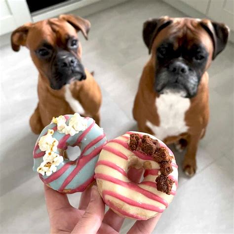 Dog Donuts Etsy