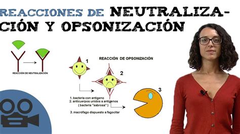 Reacciones De Neutralización Y Opsonización Youtube