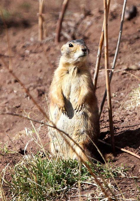 How Do Prairie Dogs Protect Themselves