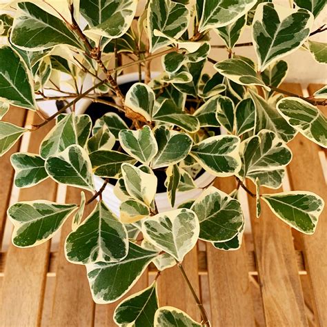 Variegated Ficus Triangularis Plants For Sale