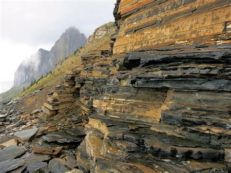 Пелитовые сланцы (Burgess Shale)