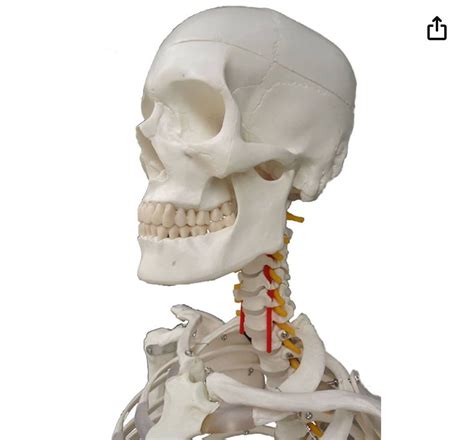 Wellden Medical Anatomical Human Skeleton Model 170cm Life Size