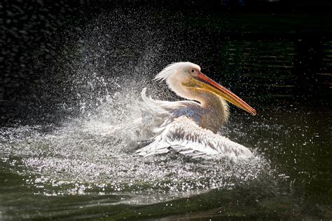 2,000+ Free Pelican & Bird Images - Pixabay